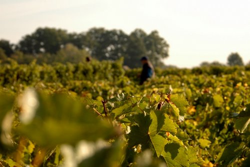 vendange-in the vineyard 2 