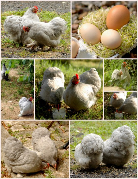 collagetwin chickens – Myfrenchkitchen
