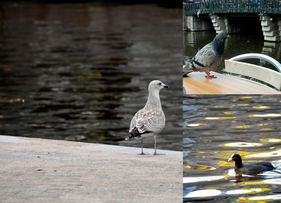 Amsterdam birds-collage