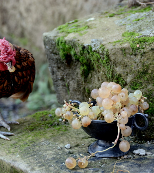 grapes and a chicken