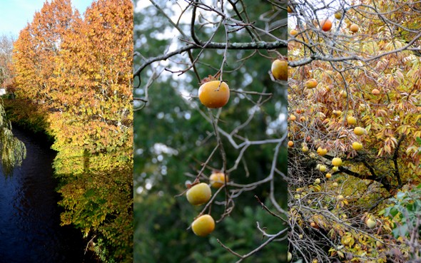 Ochre abundant collage 1 11-11-2012 09-00-31