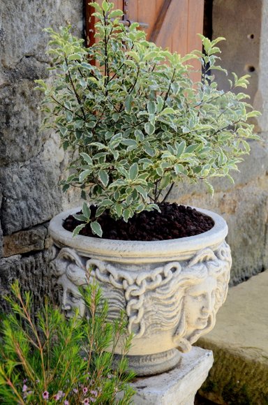 les fleurs sur la terrasse 3264x4928