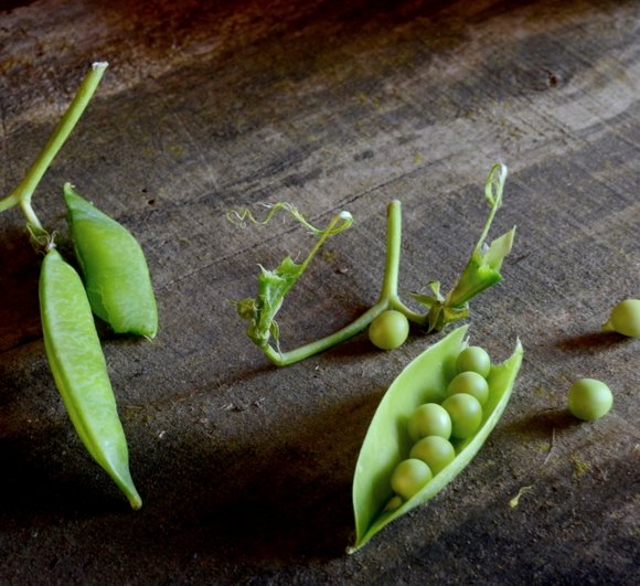 Petit pois 1 2771x2533