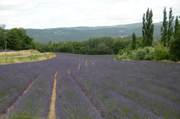 Provence 2013 28-06-2013 13-31-25 4928x3264