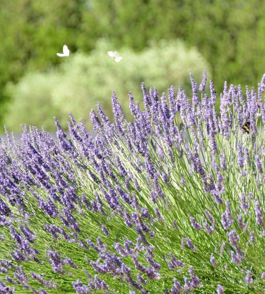 Provence 2013 29-06-2013 10-52-27 2751x3051