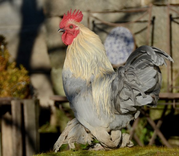 chickens porcelaine 04-01-2013 15-23-39 3273x2853