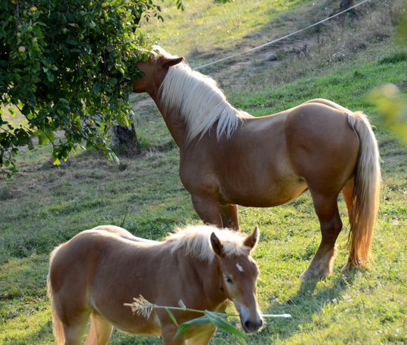 horses 20 28-08-2013 19-17-26 3923x3127