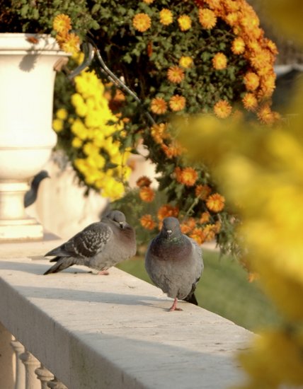 luxembourg 2009 19-11-2009 16-28-25 1881x2417