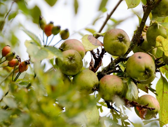 wild apples 04-10-2013 13-39-08 3994x3030