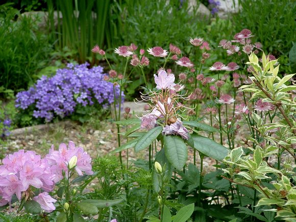 garden 2008 2048x1536-004