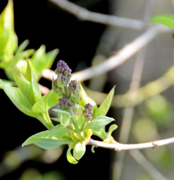 Printemps 2014 2268x2348