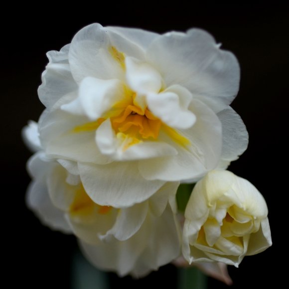 Printemps 2014 2883x2878