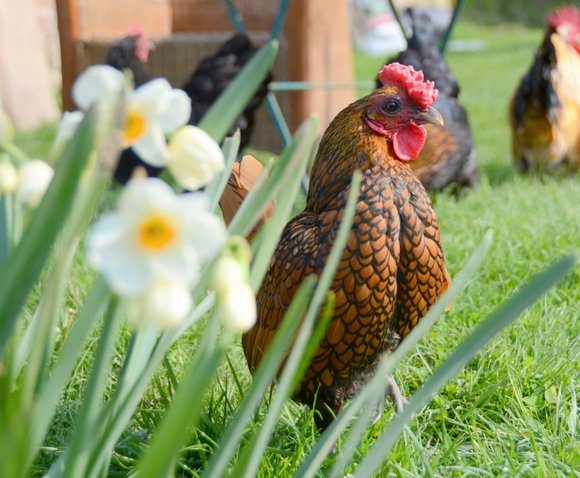 Printemps 2014 3301x2720