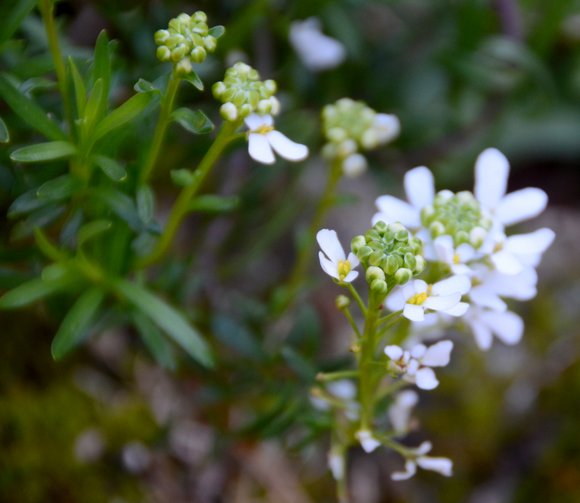 Printemps 2014 3560x3086