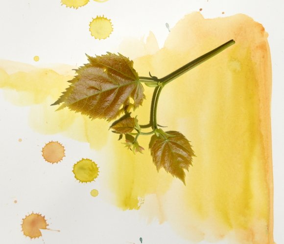 spring greens. 2750x2365