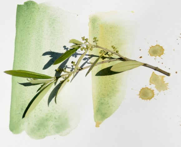 spring greens. 2802x2269