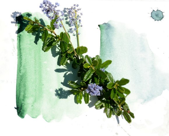 spring greens. 3553x2858