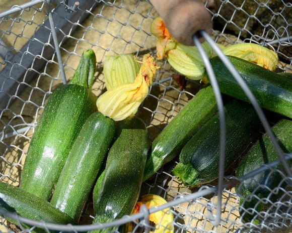 courgettes 3556x2844