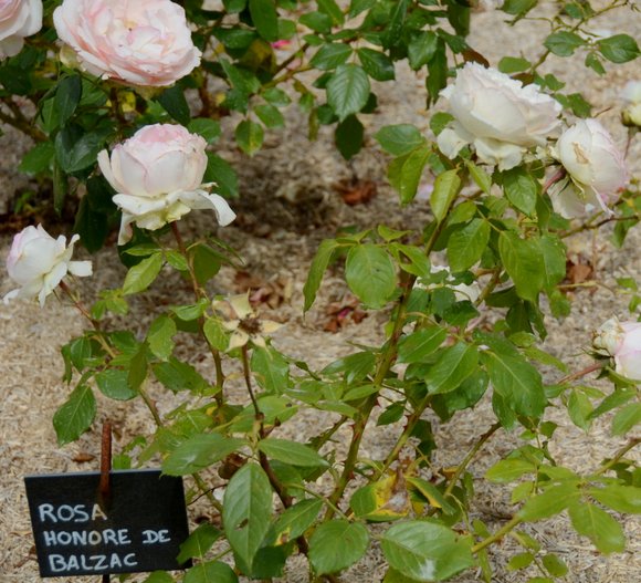 les jardins de Colette 3547x3223