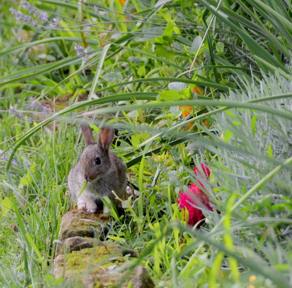 Jardin Juillet 2014 2837x2802