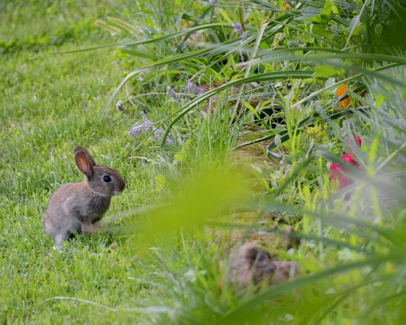 Jardin Juillet 2014 3502x2802