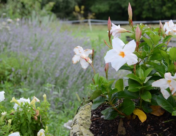 Jardin Juillet 2014 4162x3218