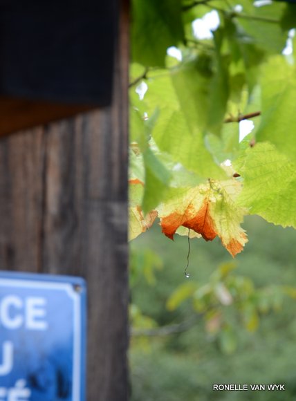 October scenes 2962x4015