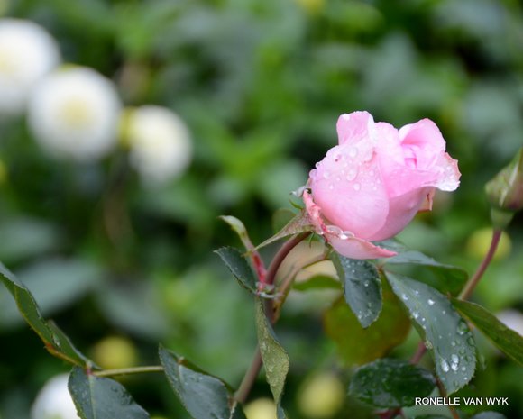 October scenes 3415x2735