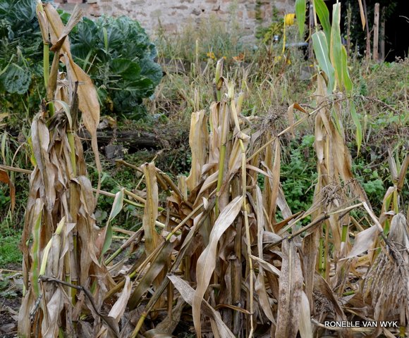 October scenes 3870x3199