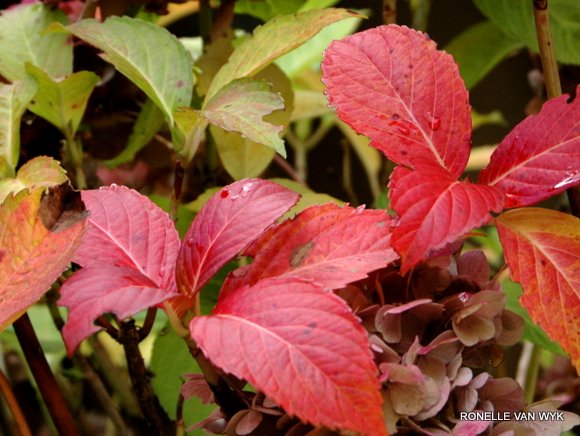 ronelle's photography - autumn reds
