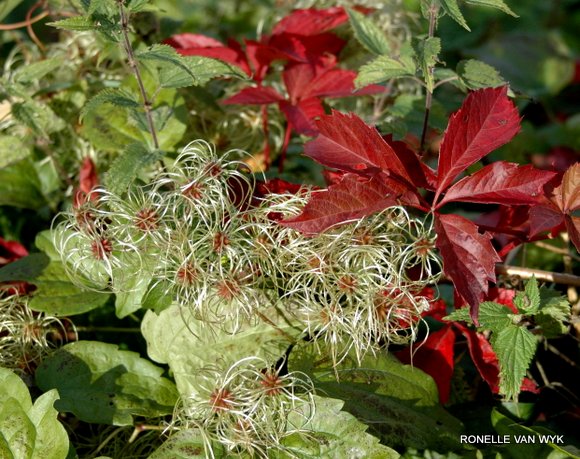 Ronelle's photography - fall colours red