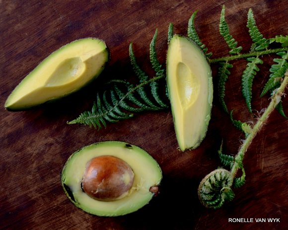 avocado and fern-001