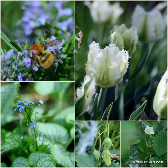 Garden April 2015