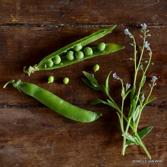 peapod and forget-me-nots-001