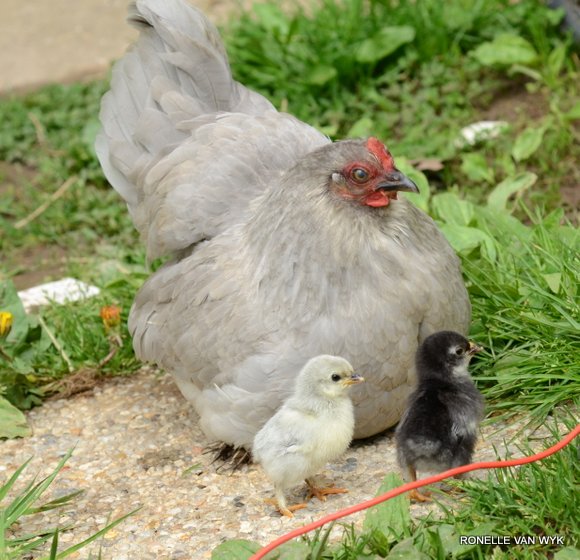 Tulips for Easter-014