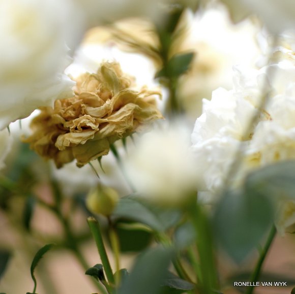 dried white rose