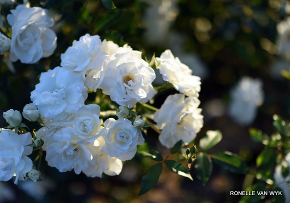 Iceberg roses