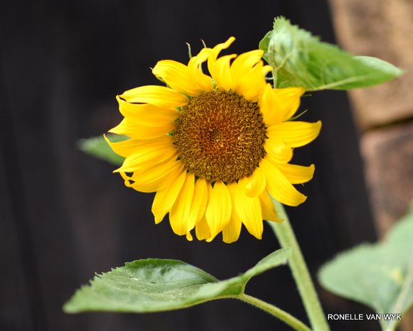 one sunflower
