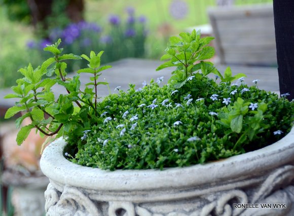 Pratia angulata(blue star creeper)