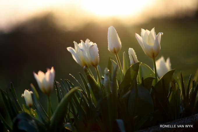 tulips at dusk