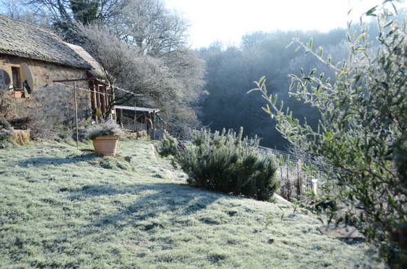 garden-in-januarey-2017-002