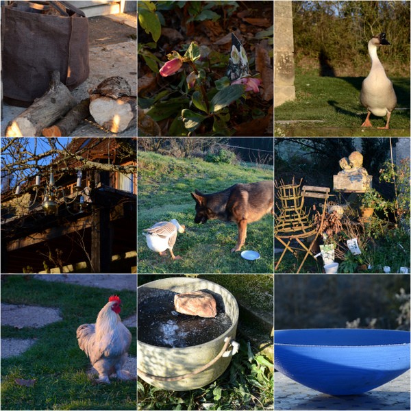 garden-in-january-2017